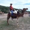 Ivory camel saddle mounted